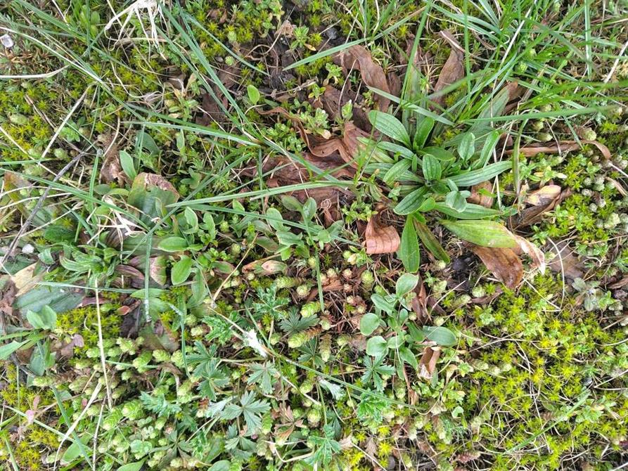 Old lawn on a sandy industrial lot = Leave it!