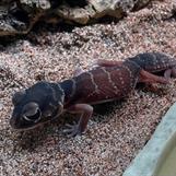 Nephrurus levis levis