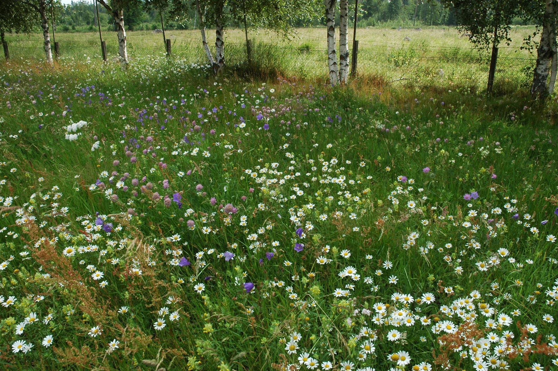 Artrik blomsteräng