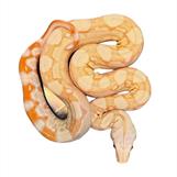 Boa imperator, Sharp Albino