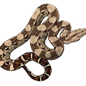 Boa imperator, Kungsboa, Normal