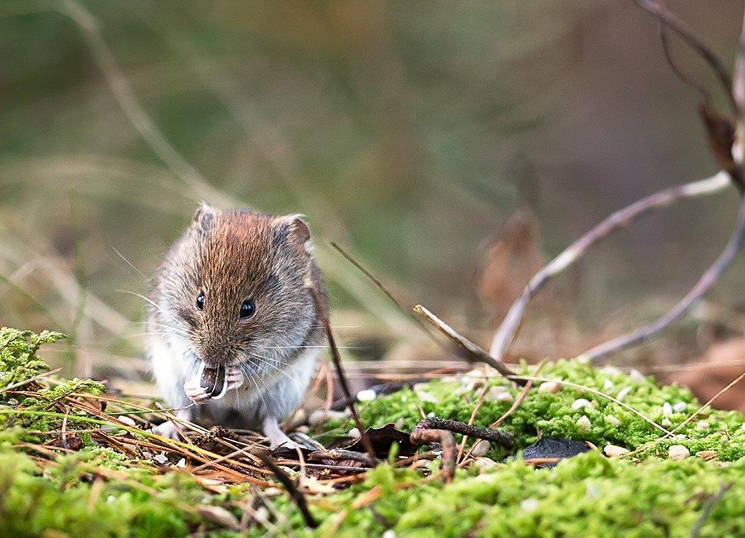 En mus äter på ett solrosfrö