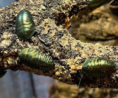 Pseudoglomeris magnifica - Smaragdgrön kackerlacka