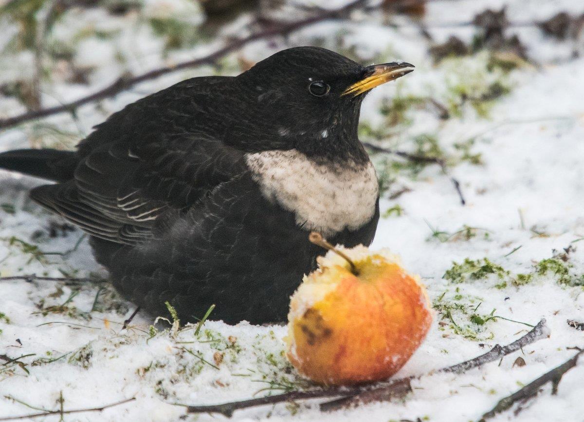 Ringtrasten är ovanlig på fågelmatningar