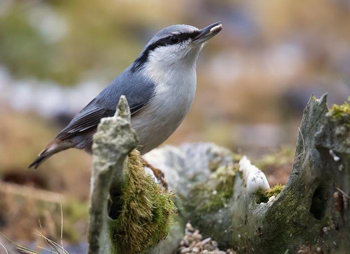 Nötväckan gillar klättra och äter gärna solrosfrön