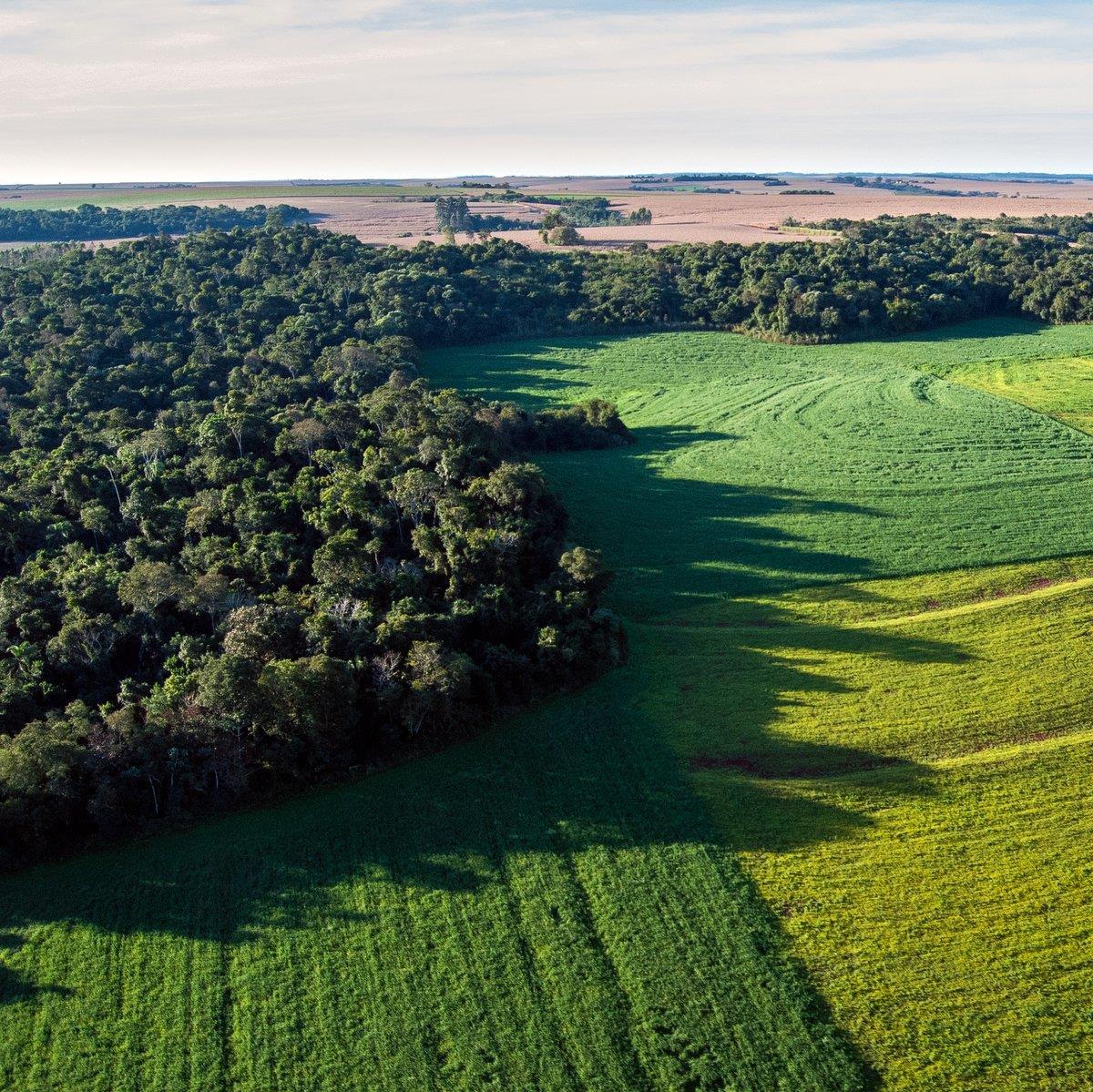 Sojafält bredvid en liten regnskog i Brasilien