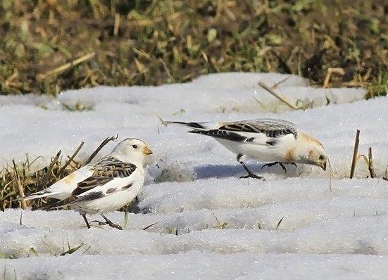 Snösparven gör skäl för sitt namn och häckar uppe i fjällen