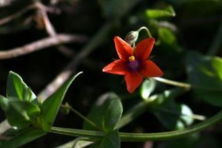 Rödmire, en vacker vild växt som kan sprida sig med ekologisk fågelmat