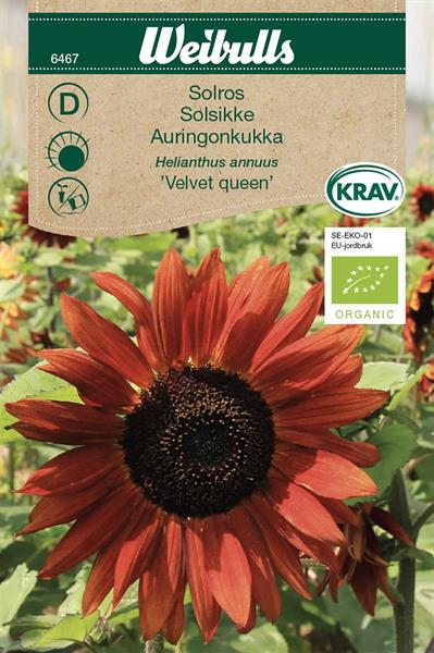 Solros 'Velvet Queen' KRAV Organic