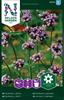 Verbena Jätte-