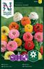 Zinnia Sunbow, bl färger