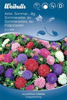 Aster Sommar- låg 'Dvärgdrottning'