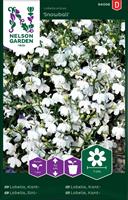 Lobelia Kant- 'Snowball' vit