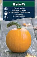 Pumpa Vinter- 'Connecticut Field' halloween-