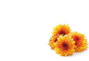 Oasis kort Tow tone orange chrysanthemum