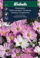 Rosenskära 'Cosimo Pink-White'