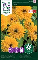 Rudbeckia Sommar- 'Maya'