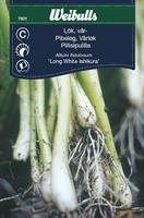 Lök Piplök/Salladslök 'White Ishikura'