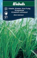 Gräslök Kinesisk