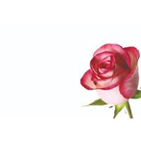 Oasis Kort pink rose