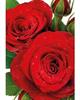 Kort Vikbara Red roses w.drops 25/fp