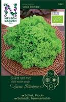 Sallat Plock- 'Lollo Bionda' Organic