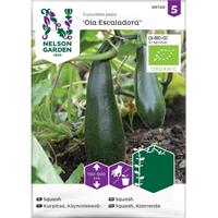 Squash Kläng- 'Ola Escaladora' Organic
