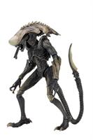 Alien vs Predator, Chrysalis Alien