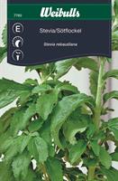 Stevia