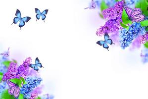 Oasis kort B/flies purple/blue flower