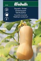 Squash Vinter- 'Waltham Butternut'