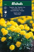 Tagetes Låg 'Yellow Boy'
