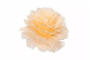 Fjäderblomma clip aprikos 4/fp