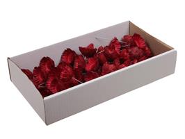 Protea compacta röd 50/fp