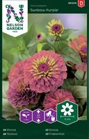 Zinnia Sunbow Purple