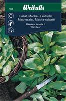 Sallat Vinter-/Maché-