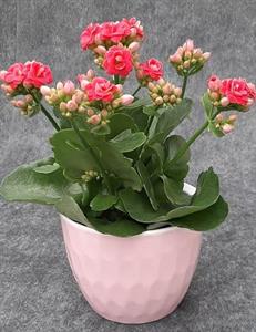 Kruka Ida rosa D13cm 8/fp