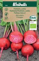 Rödbeta 'Chioggia' Polkabeta Krav Organic