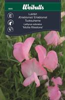 Luktärt 'Mollie Rilestone'