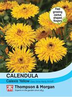 Ringblomma  'Calexis Yellow'