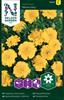 Tagetes Sammets- 'Yellow Boy'