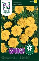 Tagetes Sammets- 'Yellow Boy'