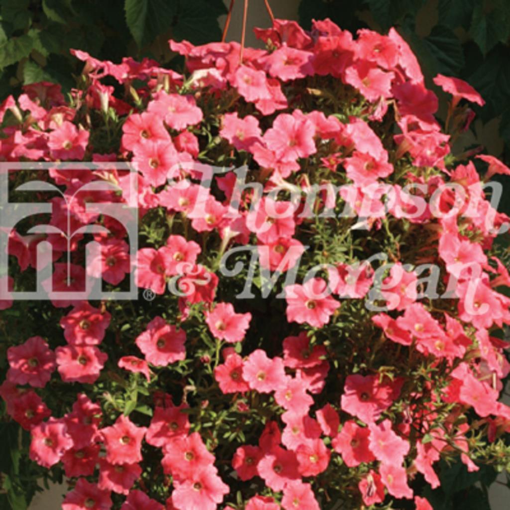 Petunia, Häng-, 'Salmon Velvet'