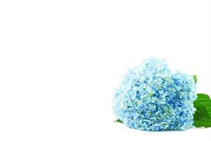 Oasis Kort baby blue hydrangea