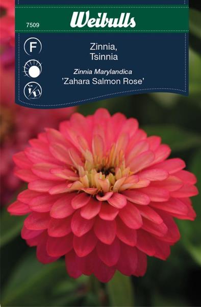 Zinnia Maryland- 'Sahara Salmon Rose'