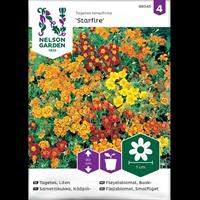 Tagetes Småblommig 'Starfire' Mix