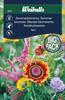 Mix Sommarblommor   storport