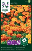 Tagetes Sammets- 'Boy o Boy'