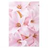 Kort Vikbara Pink Hyacinth 25/fp
