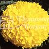 Tagetes Stor 'Discovery Yellow' F1